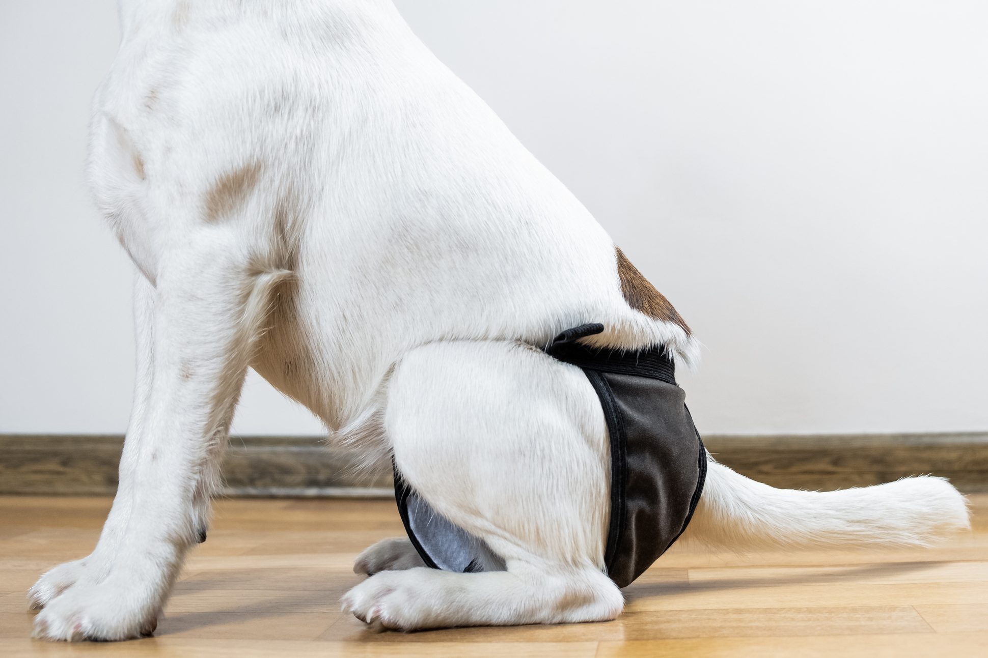 What Are Dog Diapers and Does Your Dog Need Them?