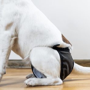 puppy wearing a washable diaper