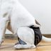 What Are Dog Diapers and Does Your Dog Need Them?