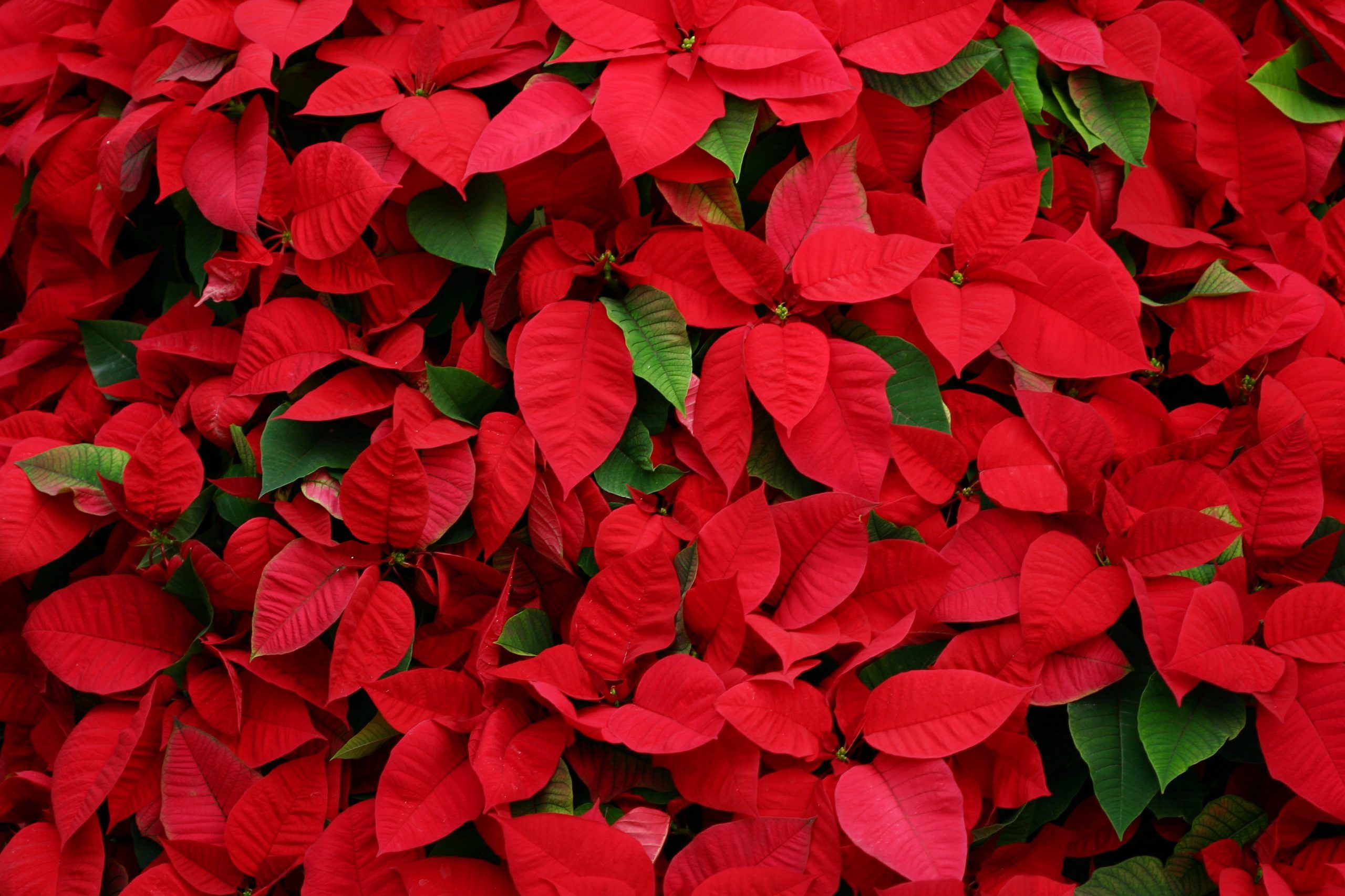 An arrangement of beautiful poinsettias