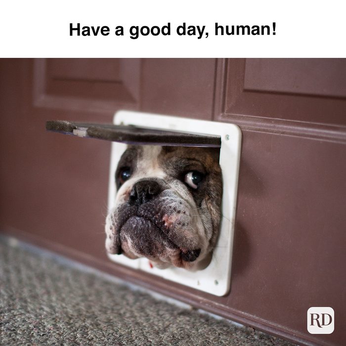 Have A Good Day, Human