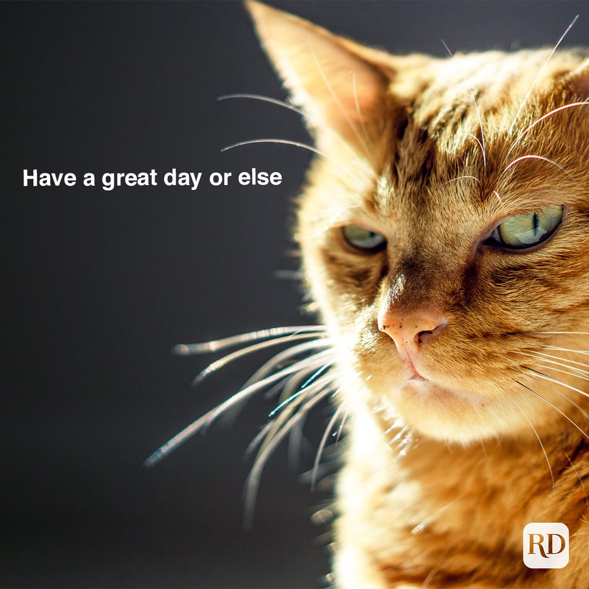 Have A Great Day Or Else