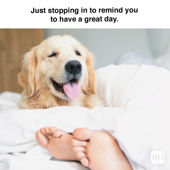 Just Stopping In To Remind You To Have A Great Day