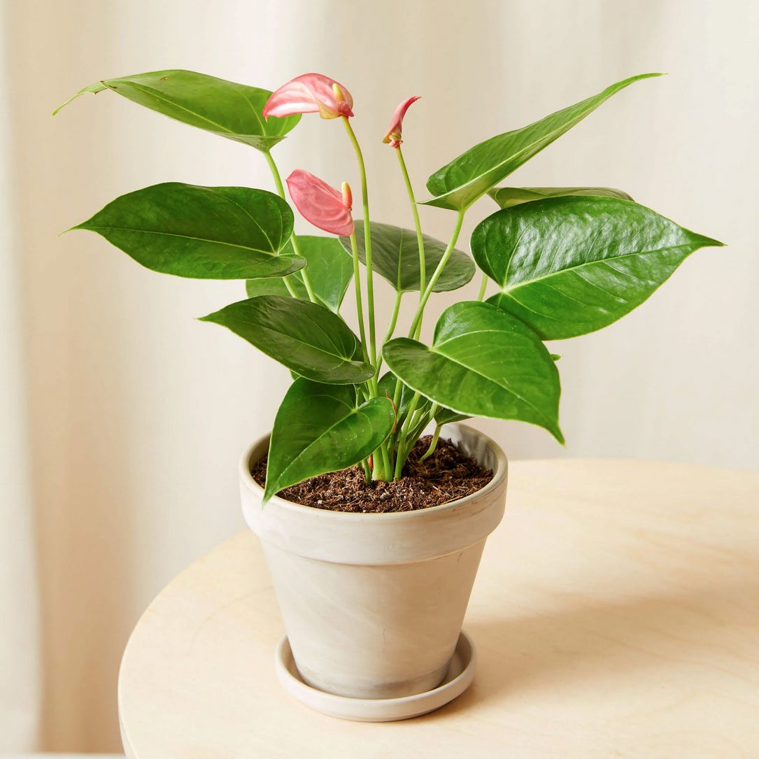 Pink Anthurium Plant