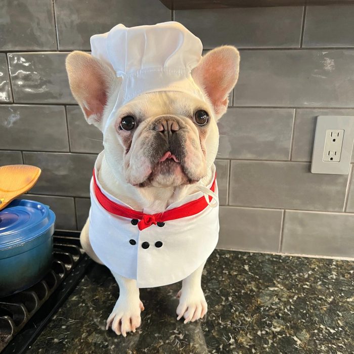 Rd Ecomm Chef Dog Costume Via Fitfrenchie Etsy.com