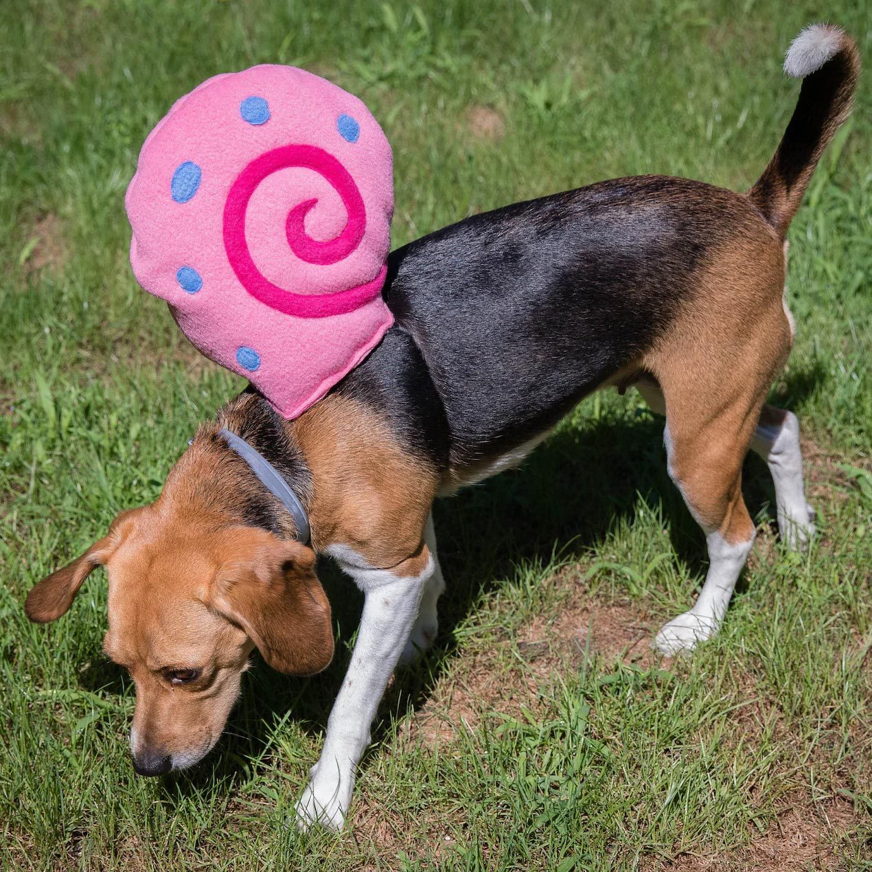Rd Ecomm Snail Dog Costume Via Okidz Etsy.com