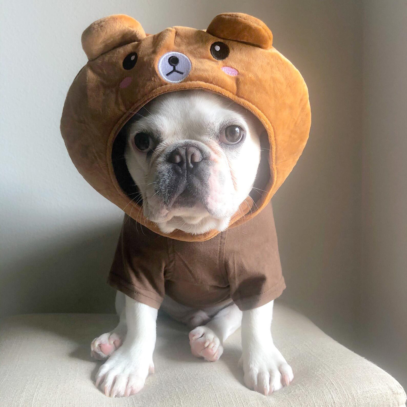 Rd Ecomm Teddy Bear Dog Costume Via Fitfrenchie Etsy.com