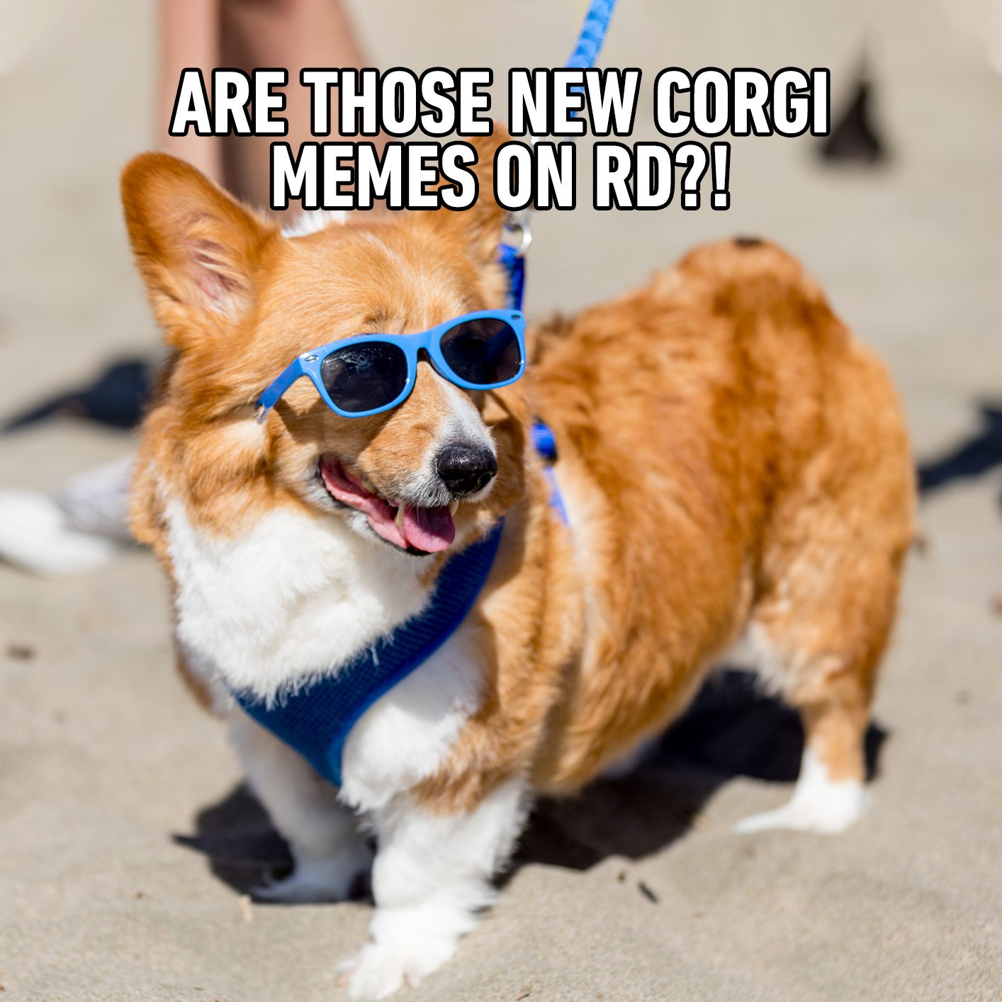 Are Those New Corgi Memes On Rd?!