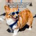 30 Funny Corgi Memes That Will Make You Laugh Out Loud