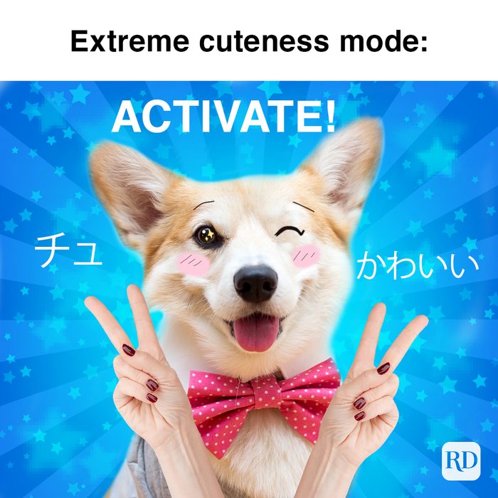 corgi posing as an stereotypical anime girl