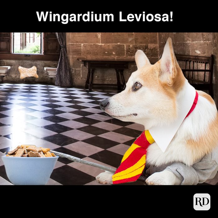 corgi dressed like harry potter