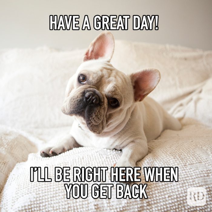 Have A Great Day Ill Be Right Here When You Get Back meme text over dog on couch