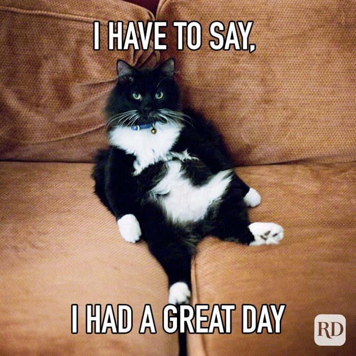 I Have To Say. I Had A Great Day. meme text over lazy cat