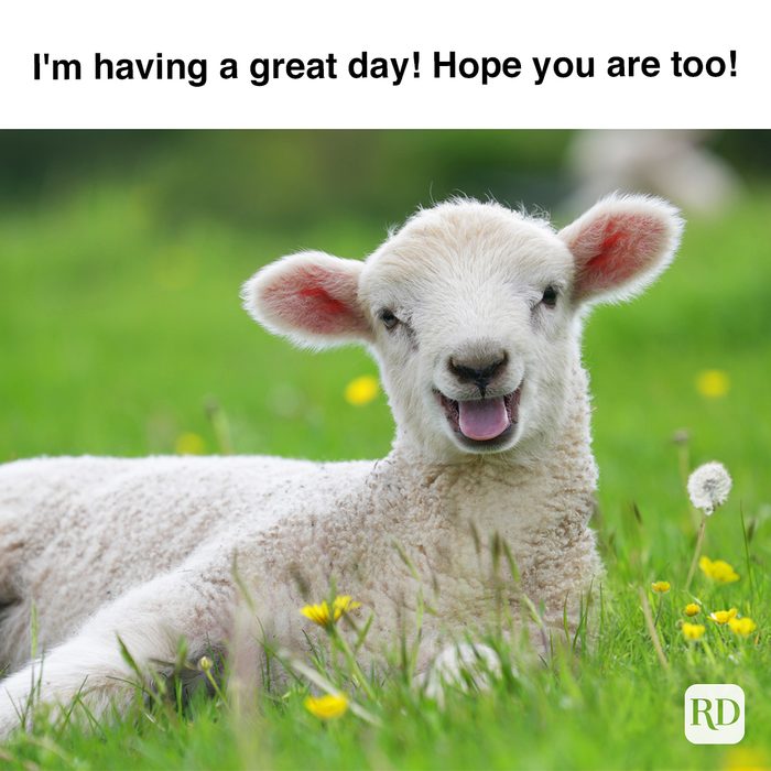 I'm Having A Great Day Hope You Are Too