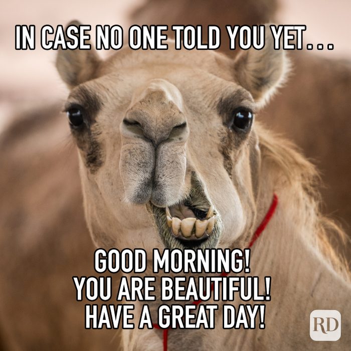 In Case No One Told You Yet... Good Morning! You Are Beautiful! Have A Great Day! meme text