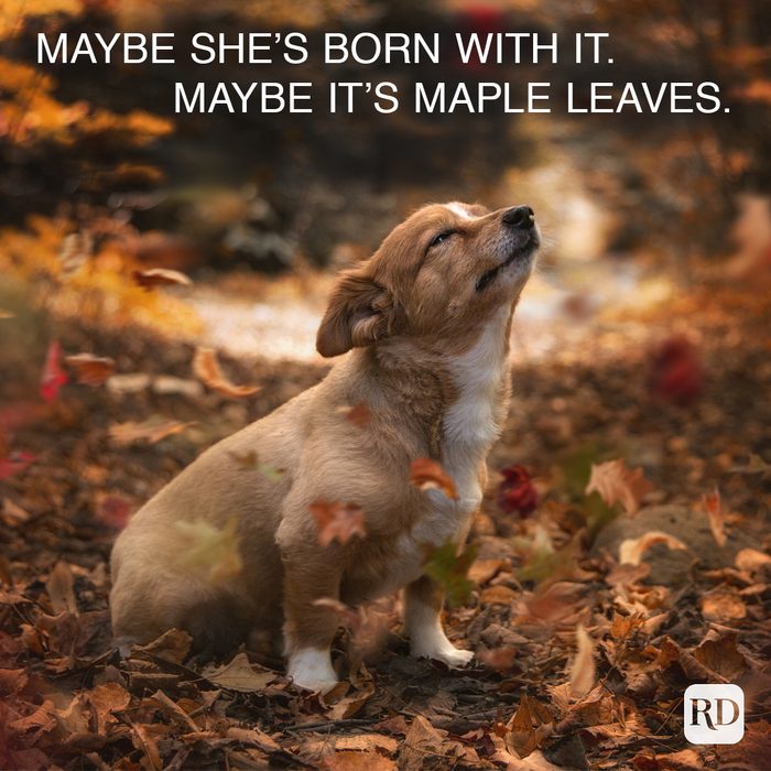 corgi sitting in autumn leaves