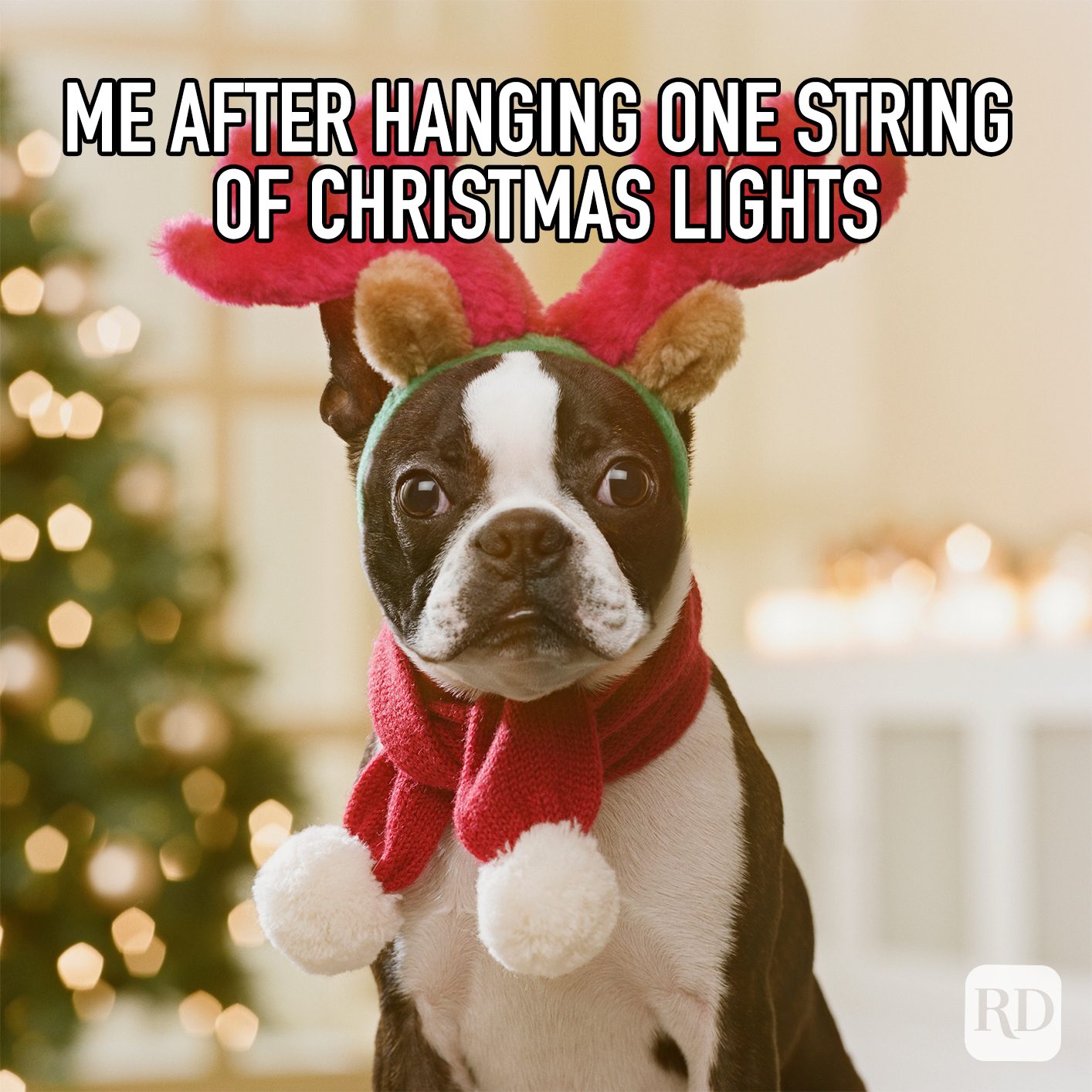 Me After Hanging One String Of Christmas Lights meme text over dog dressed up for christmas