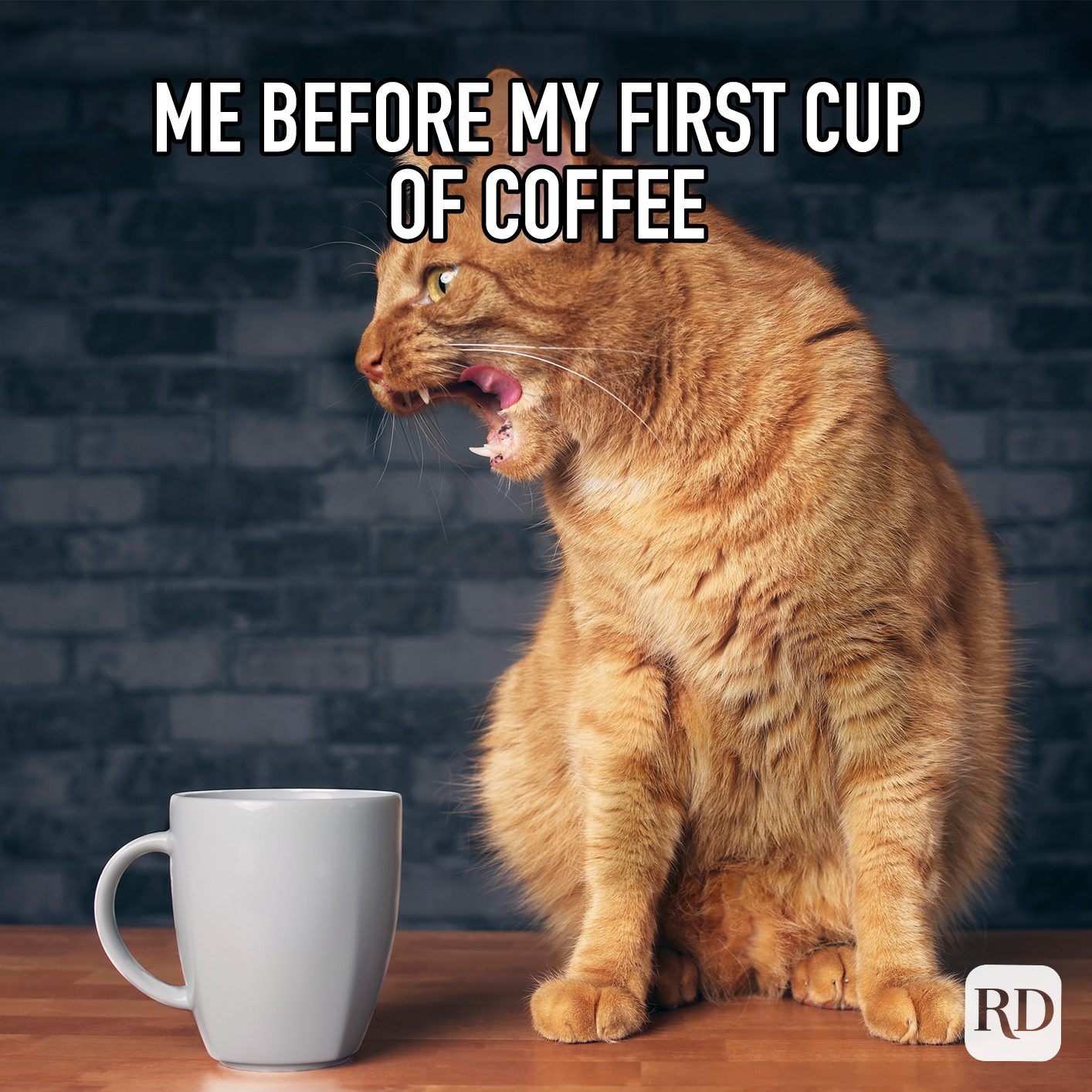 Me Before My First Cup Of Coffee meme text over image of a cat hissing