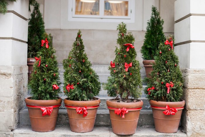 Decorated with red bows and balls Christmas trees in pots near old house