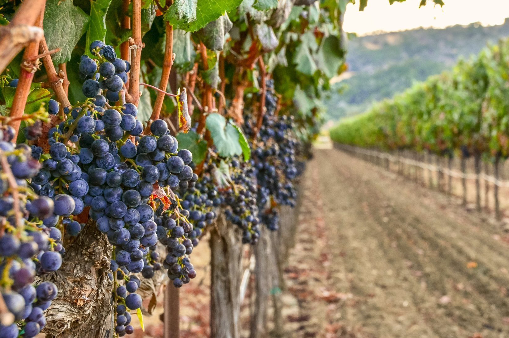 Grapevines at harvest time in Napa Valley