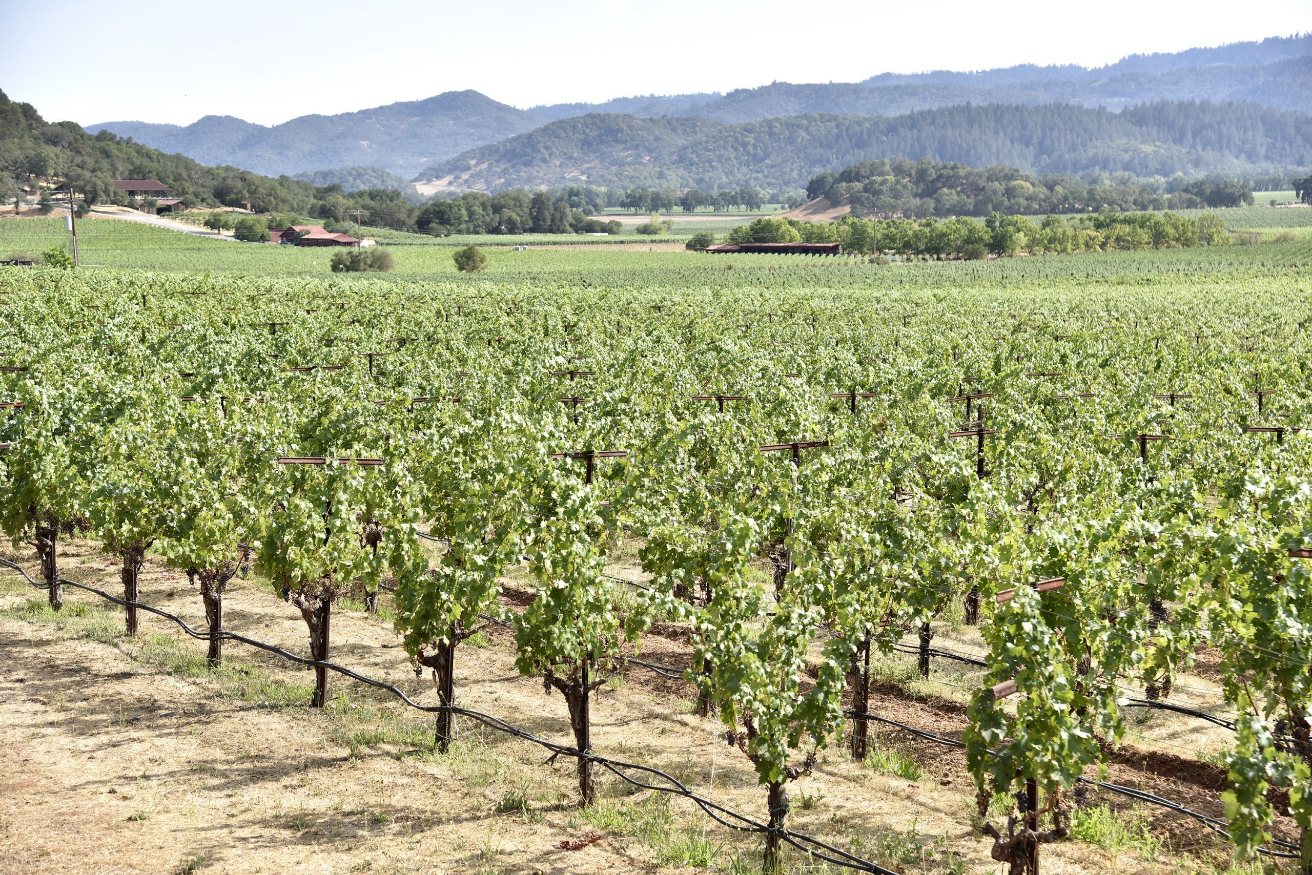 KT Tunstall In Concert At Charles Krug Winery