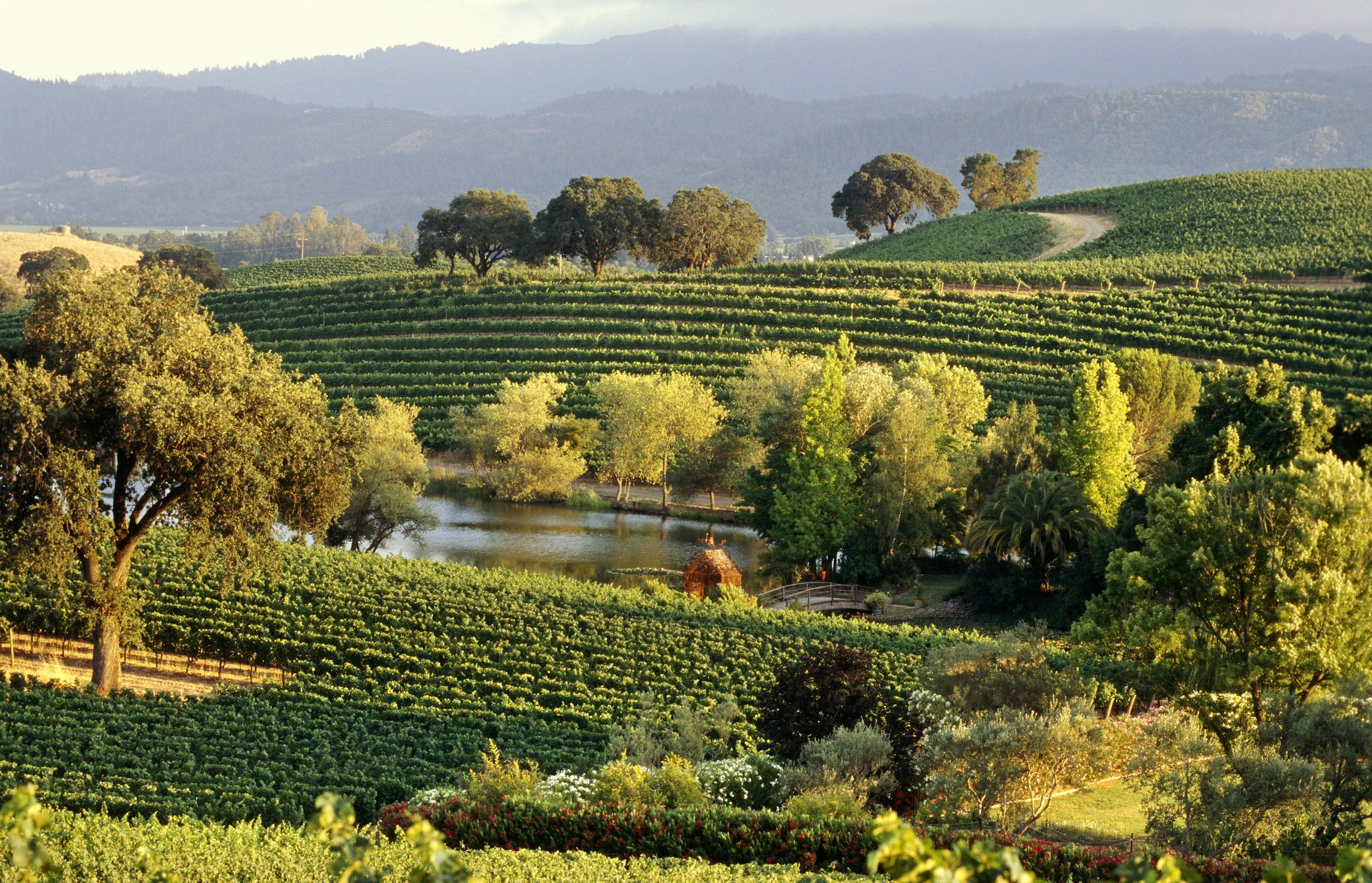 Quintessa Vineyard, Napa Valley, California, North America