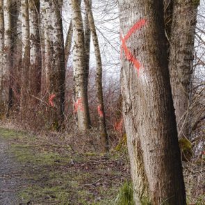 red spray paint x's on trees along a roadway