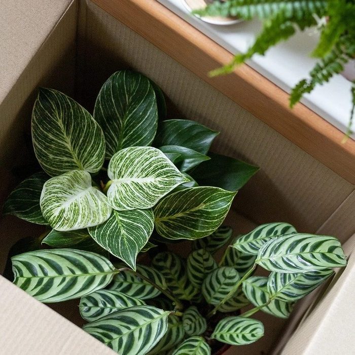 House Plant Box Ecomm Via Cratejoy.com