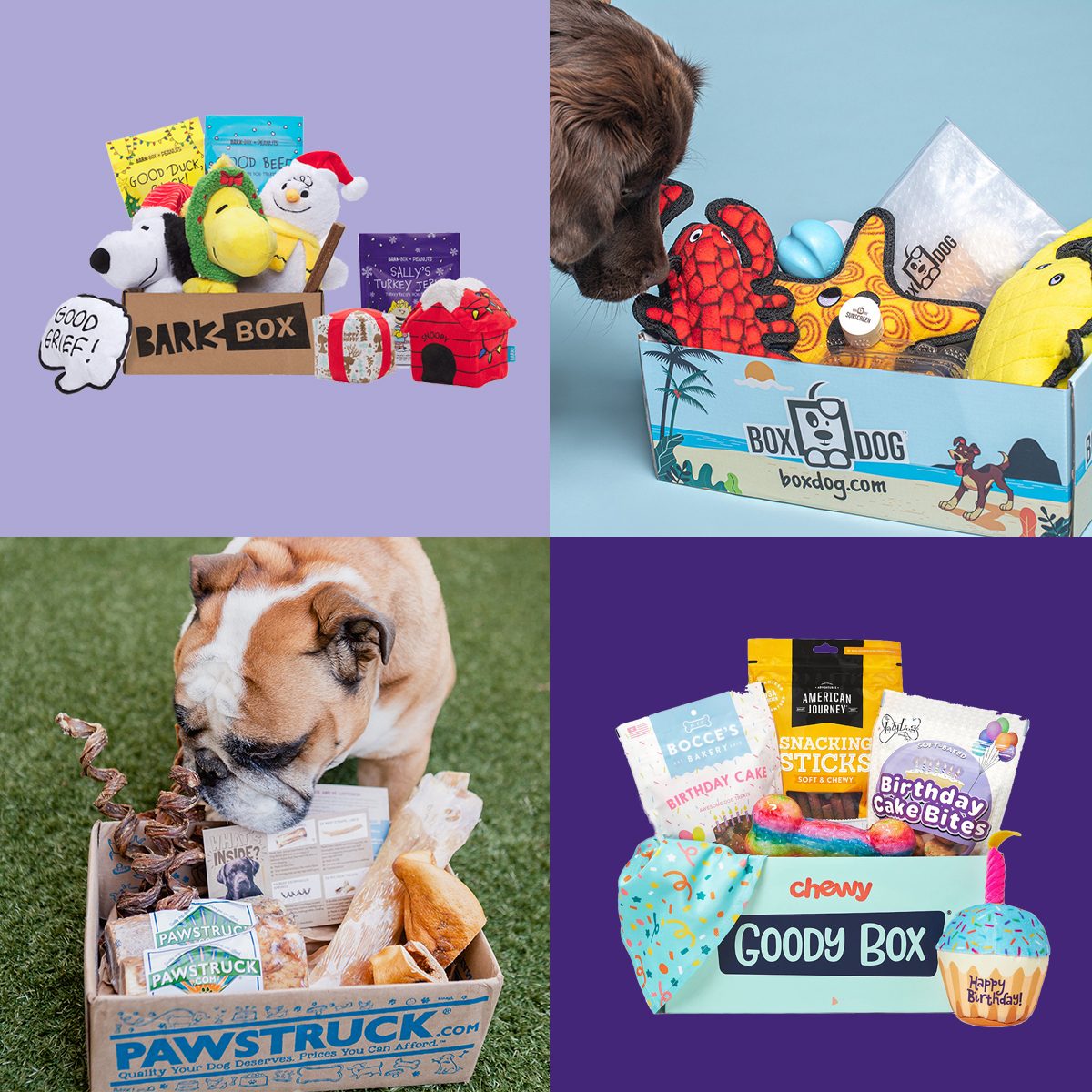 8 Best Dog Subscription Boxes Your Pooch Will Love