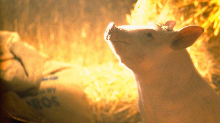 Babe Via Amazon Ecomm