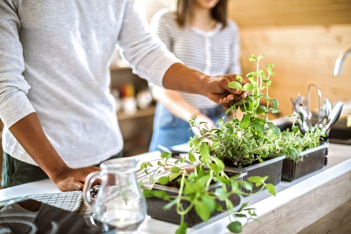young couple taking care of kitchen herbs