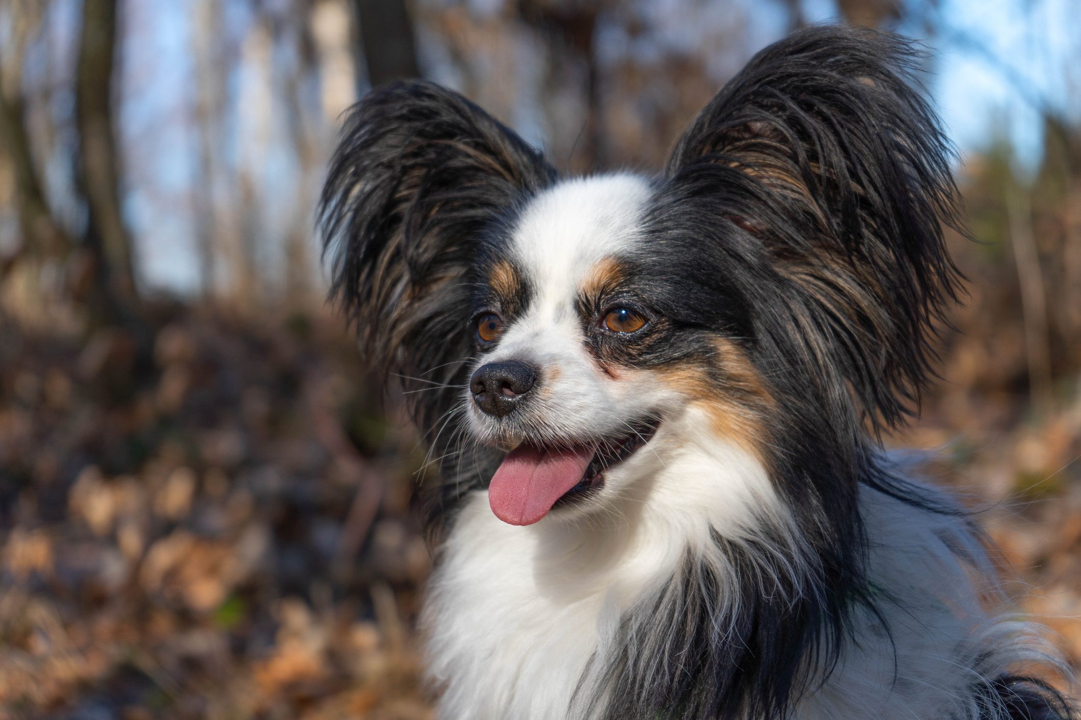 Close-Up Of Papillon Dog Looking Away