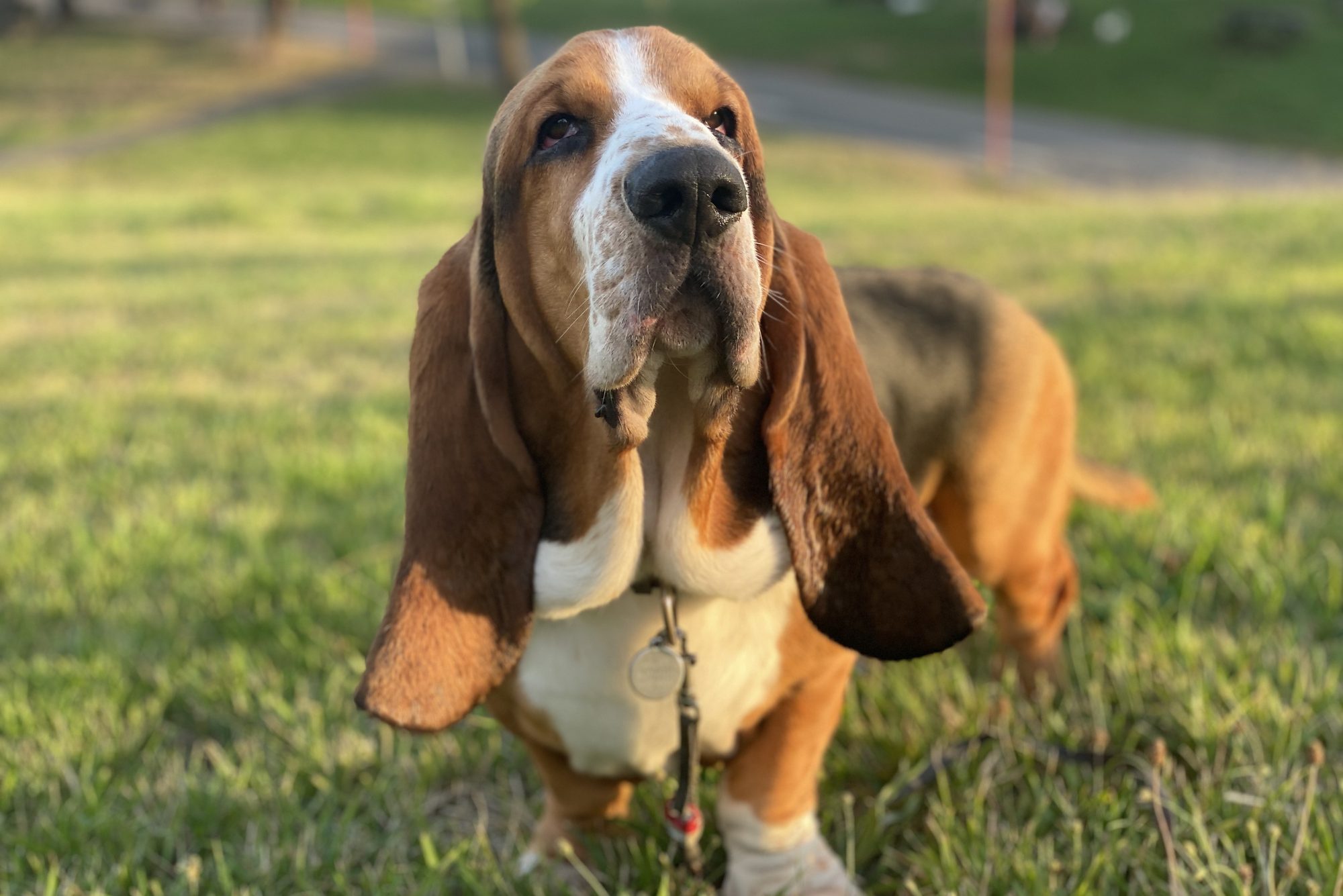 Portrait Of Basset Hound Dog On Field