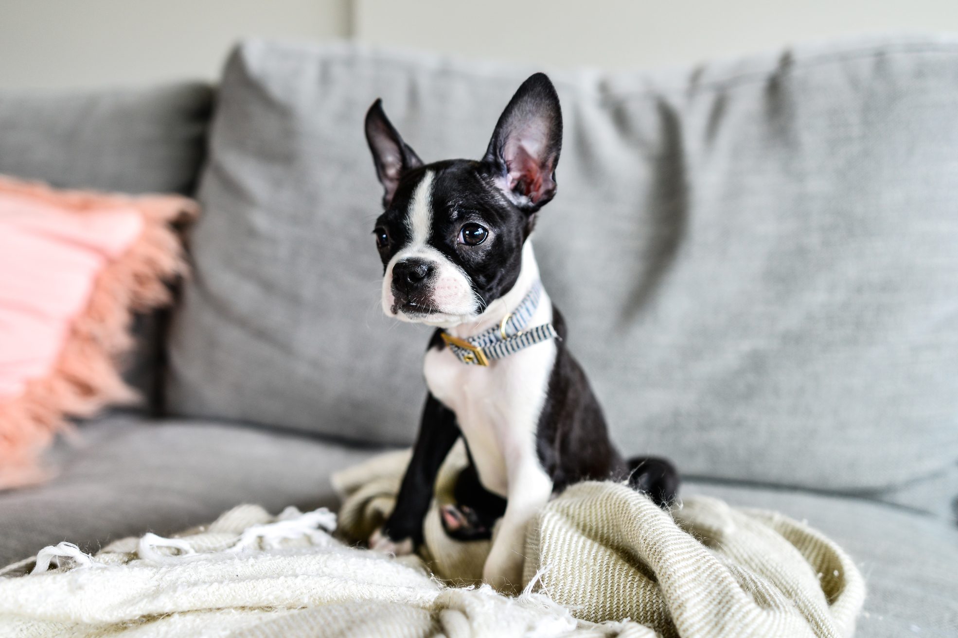 Boston Terrier Puppy with Big Ears Indoors on Couch