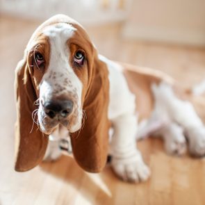Adorable Basset Hound puppy sits with cute expression in pretty light