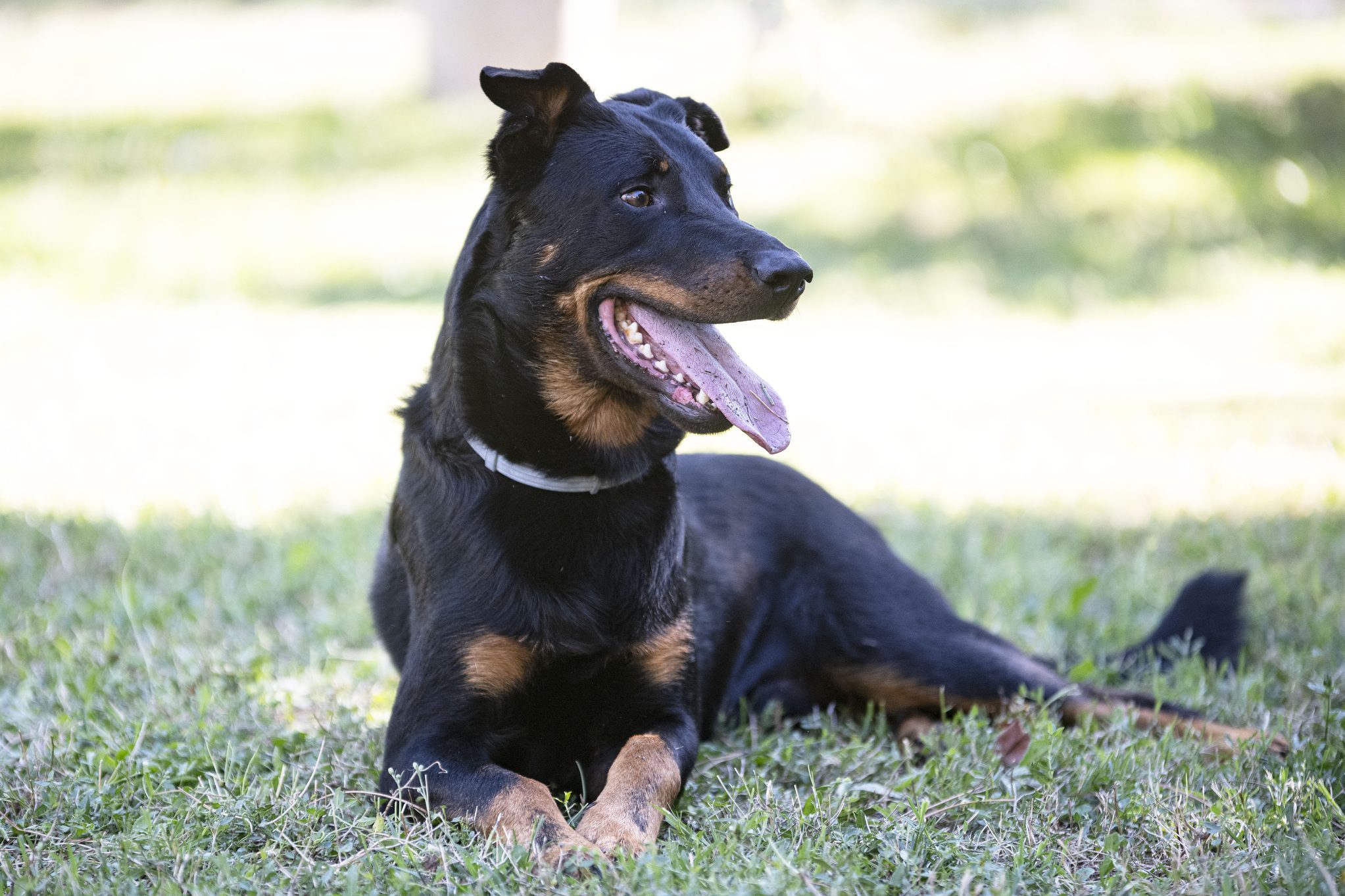 beauceron dog sitting on grass outside