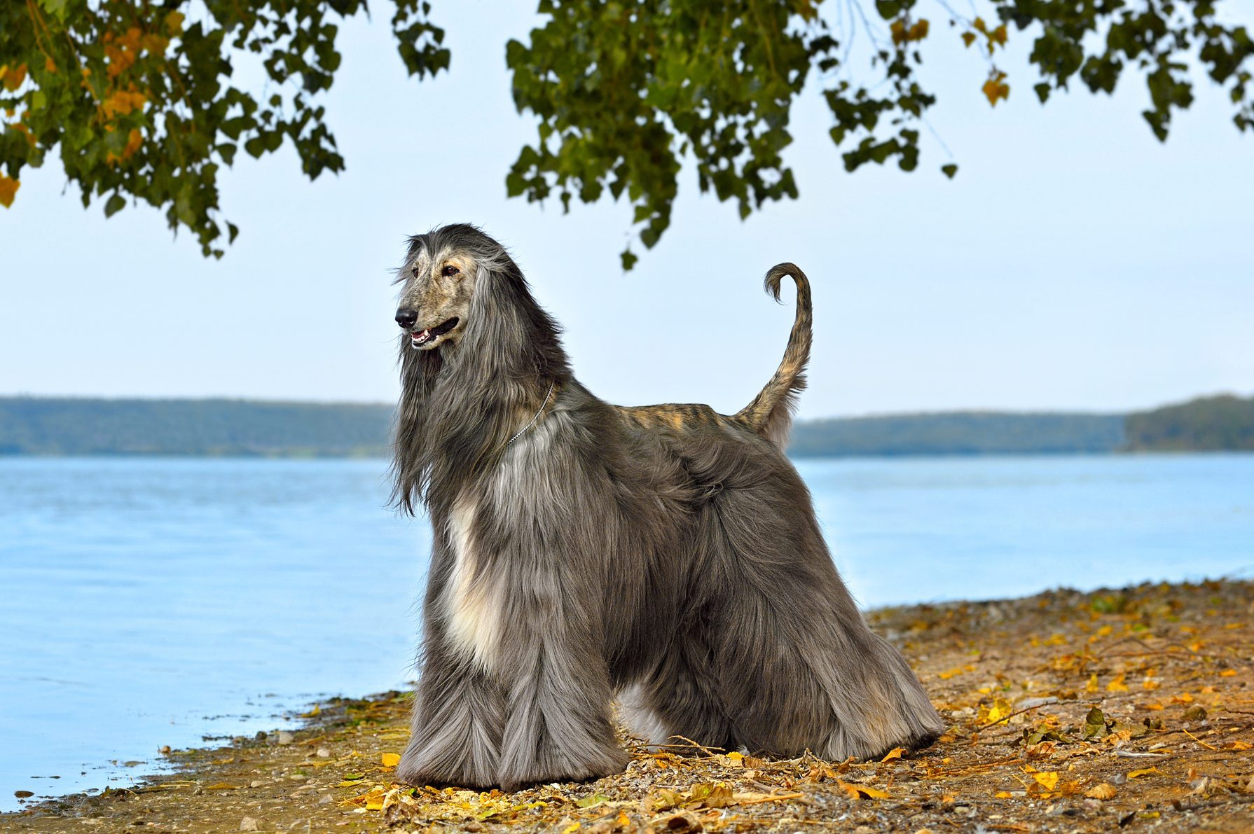 Beautiful fully coated Afghan Hound