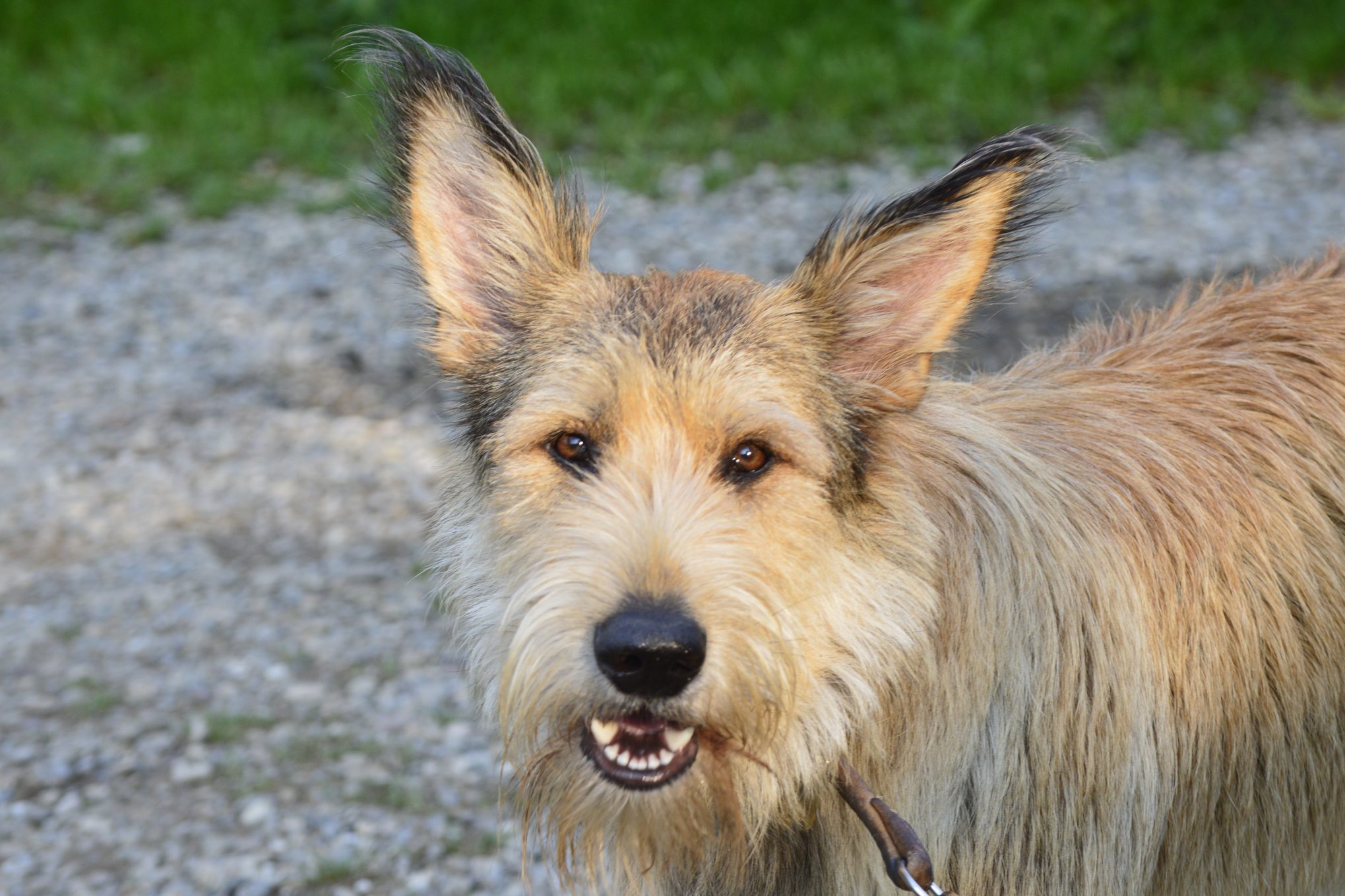 berger picard dog standing outside