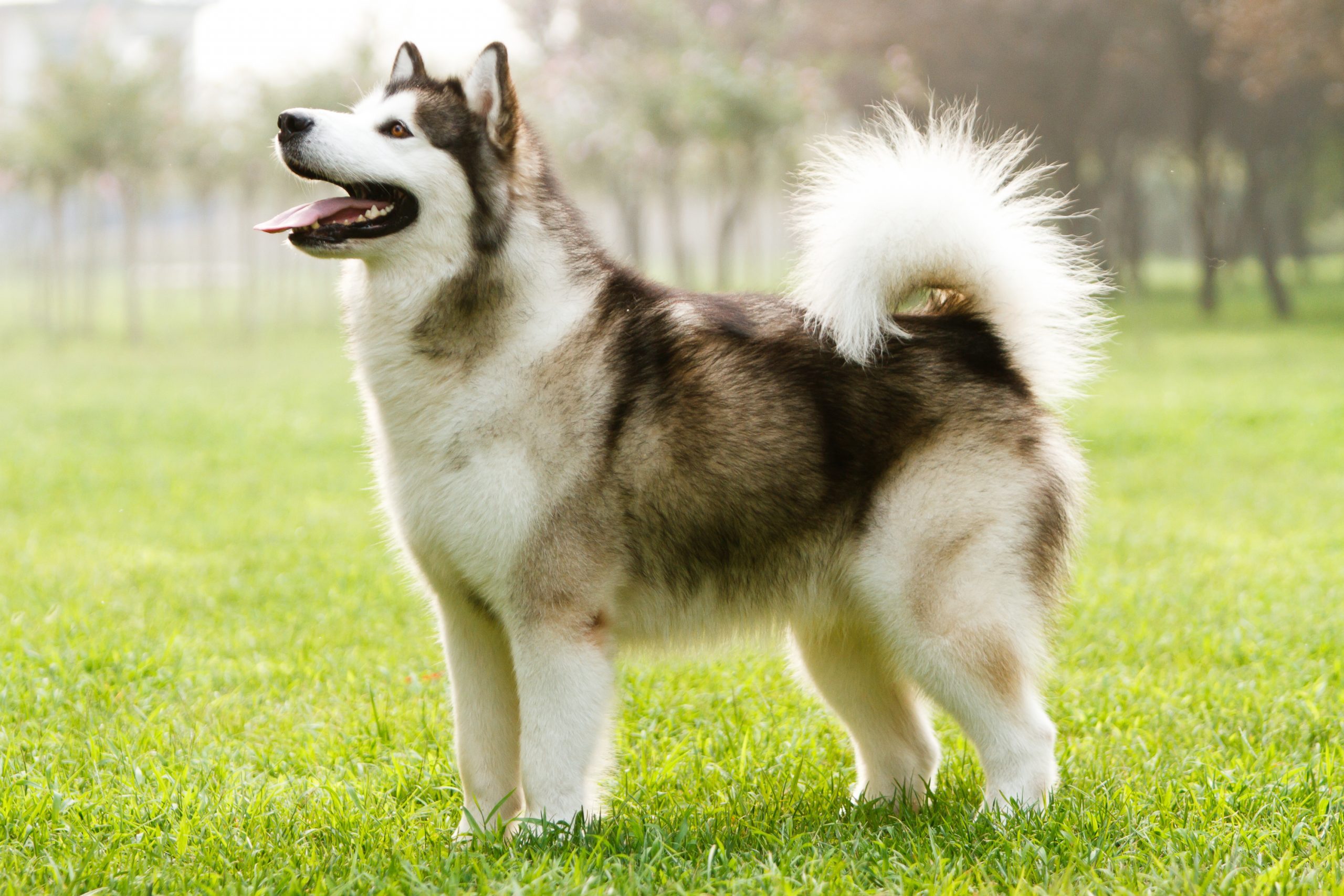 Alaskan Malamute standing outside on the grass