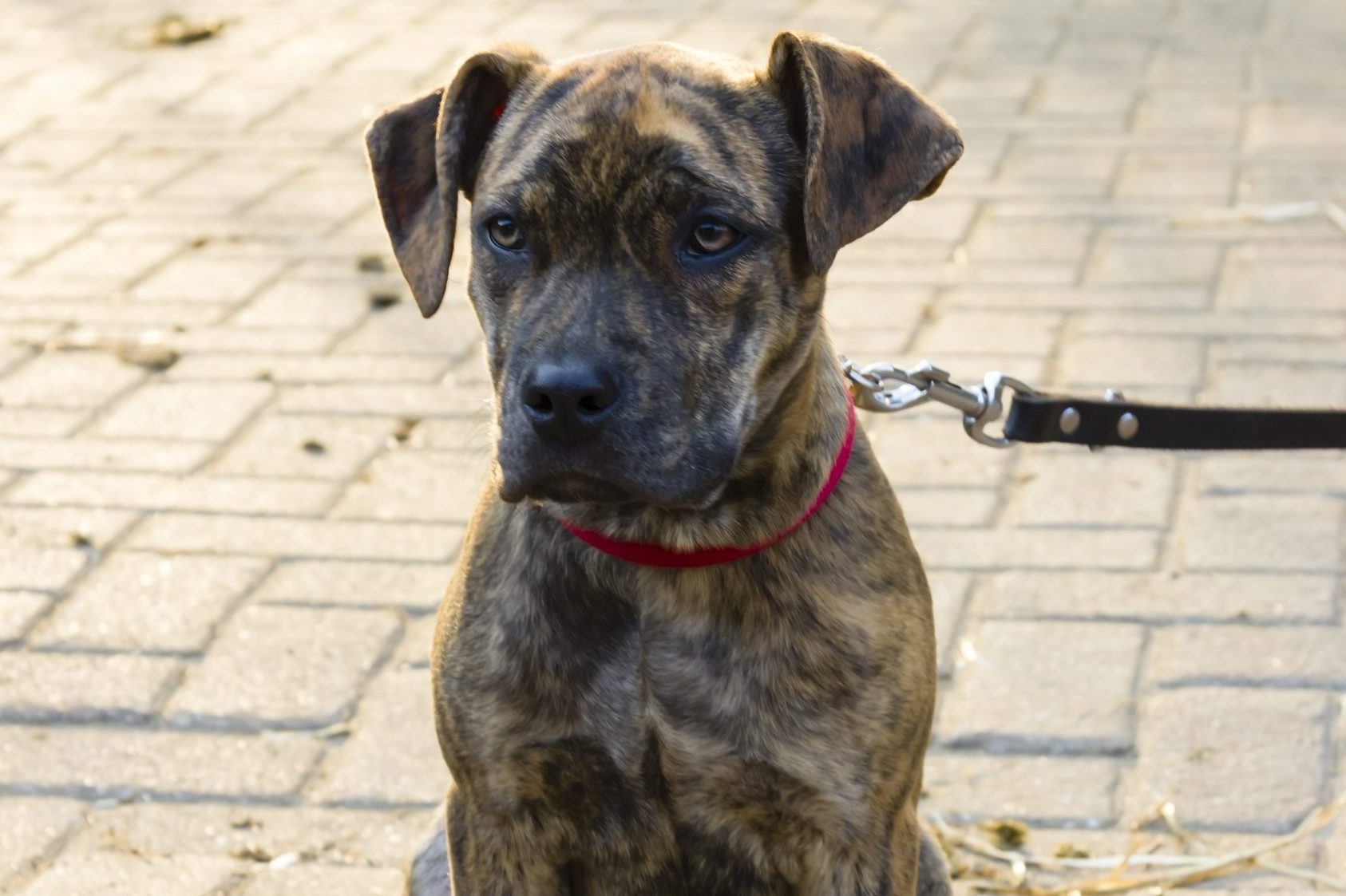 piebald short-haired catahoula bulldog puppy sitting on sidewalk outside