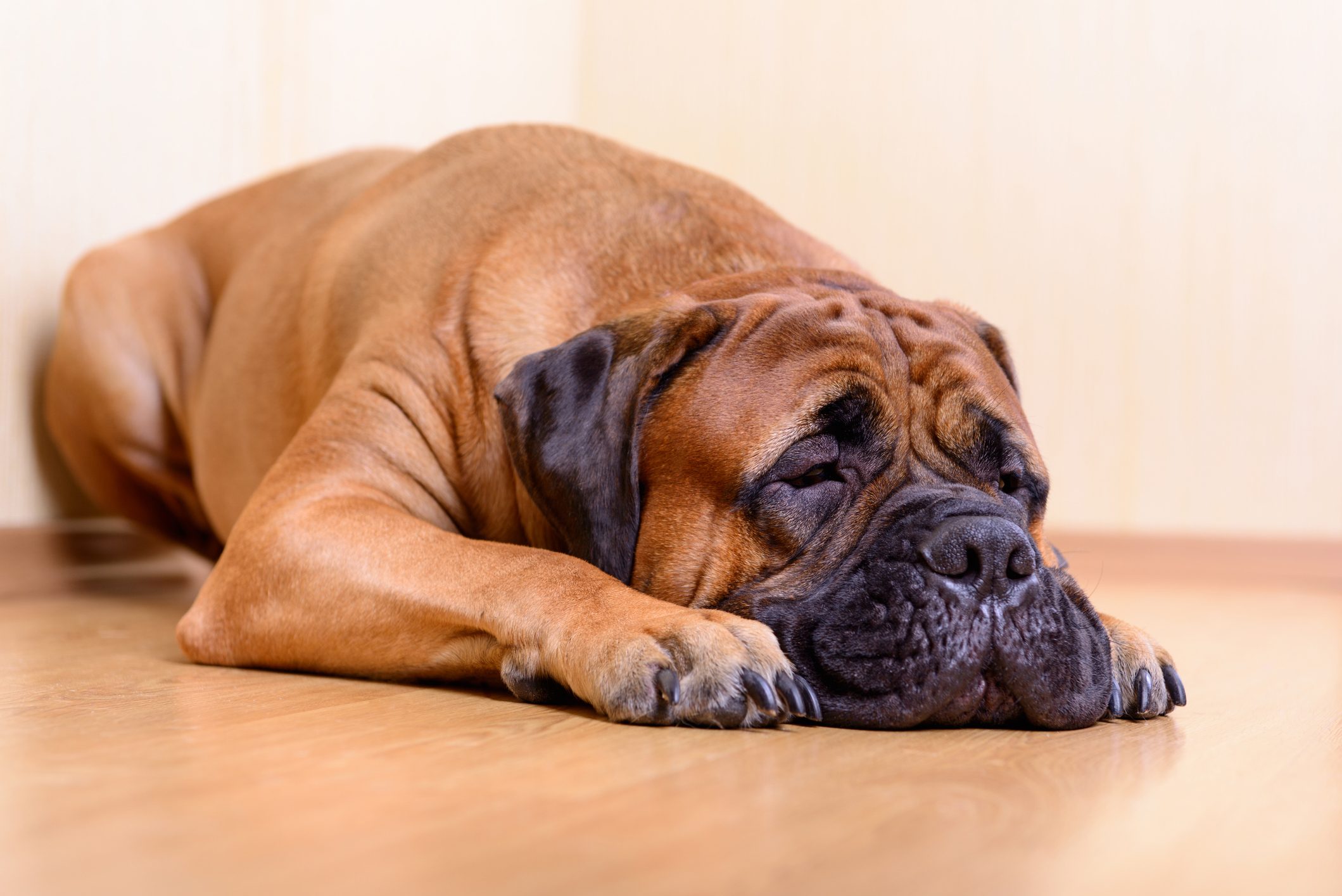 bullmastiff sleeping on the ground at home