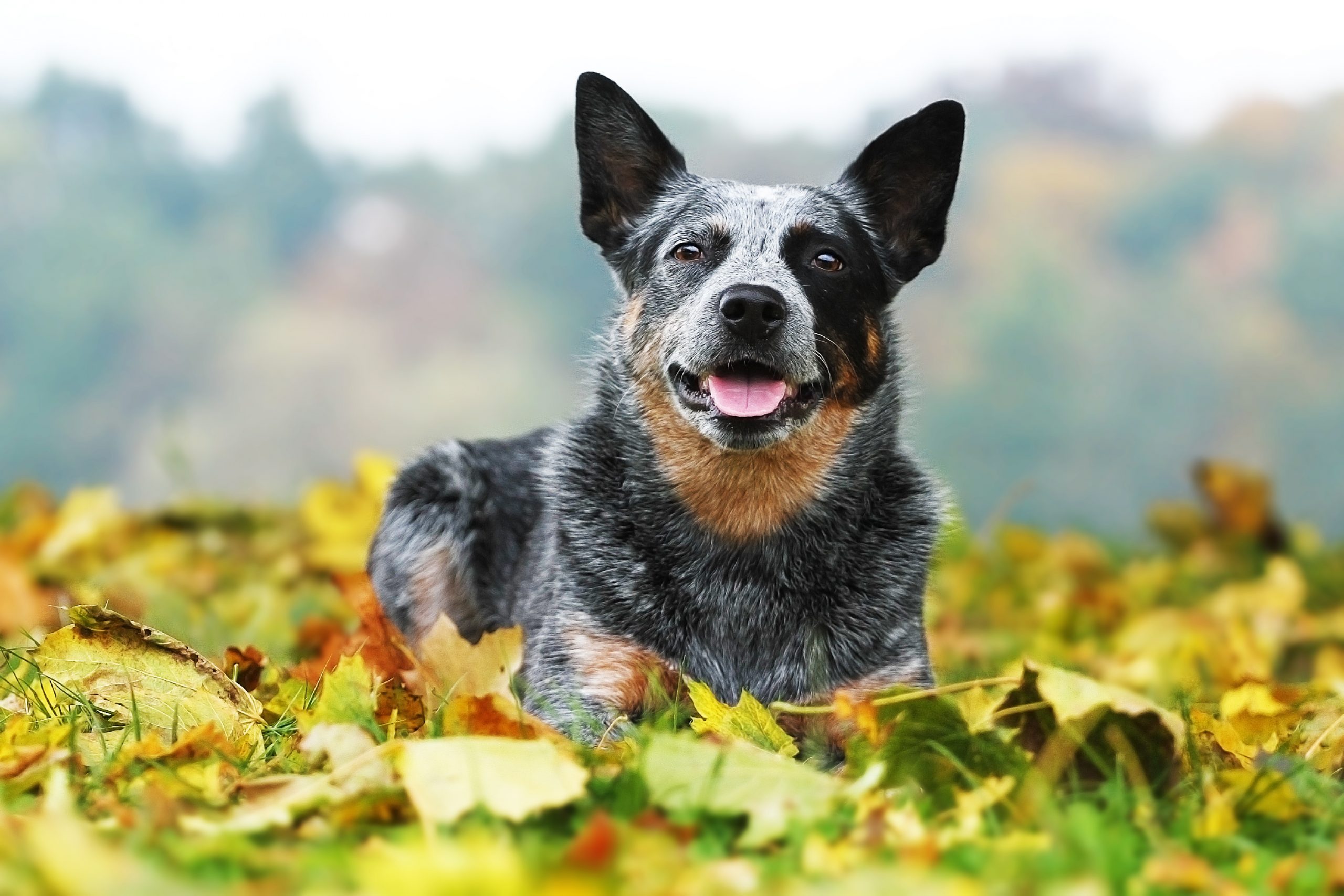 australian cattle dog sitting outside on a sunny autumn day