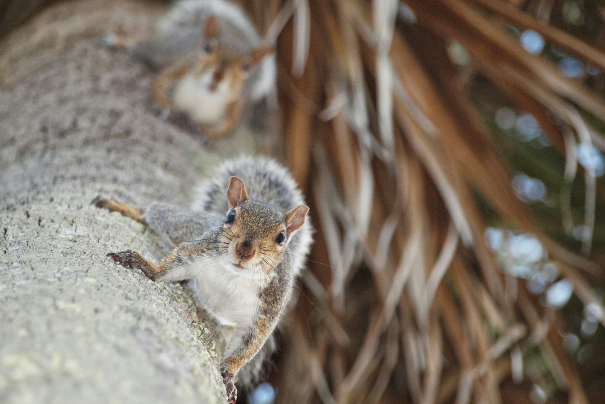 Squirrel On Tree Trunk