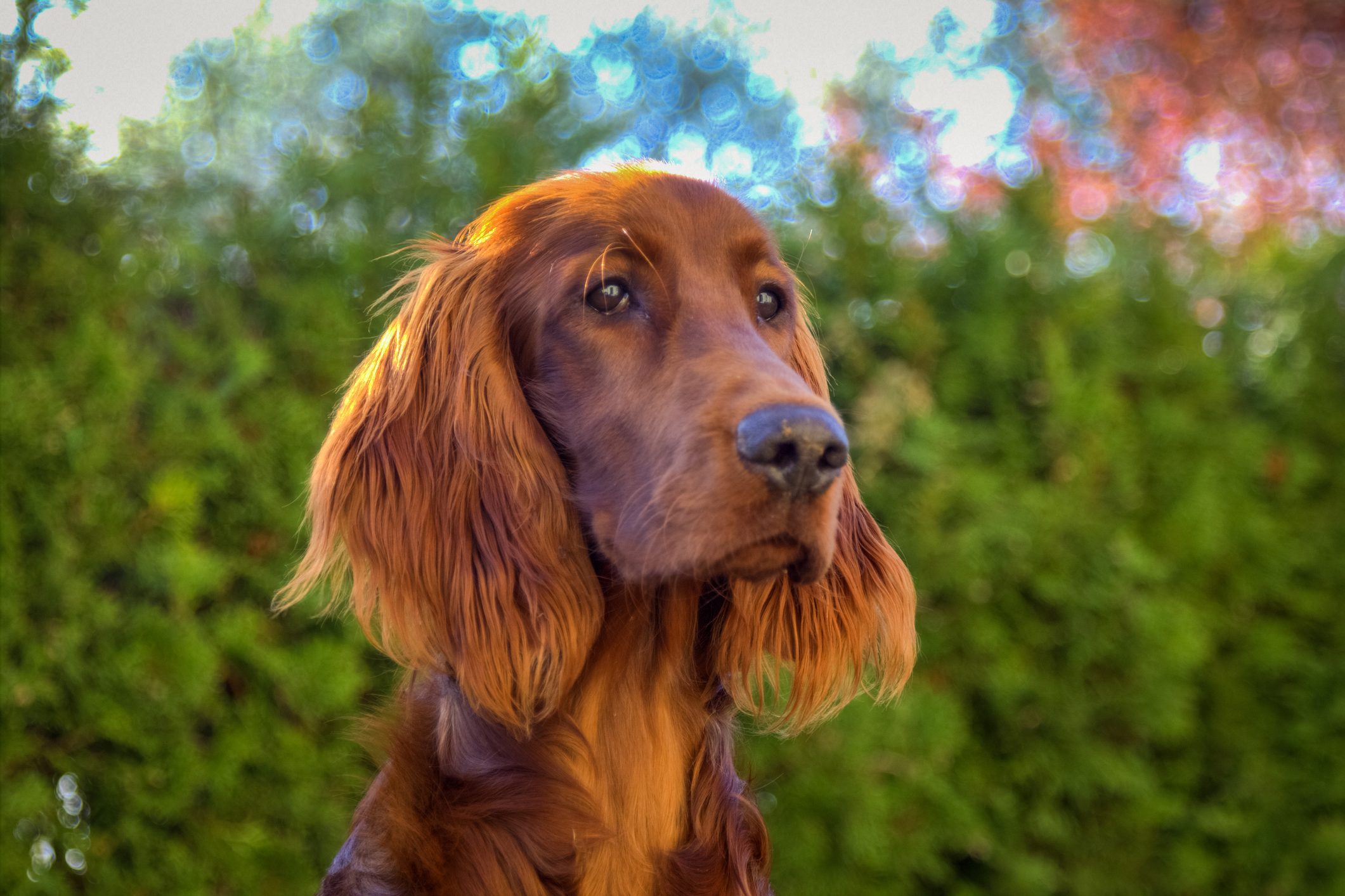 Close-Up Of Irish Setter Against Trees