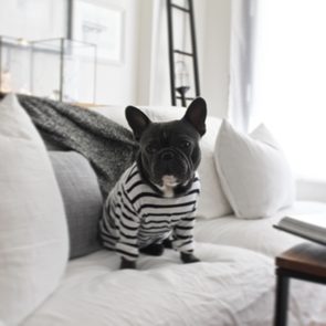 French Bulldog Sitting On Sofa At Home