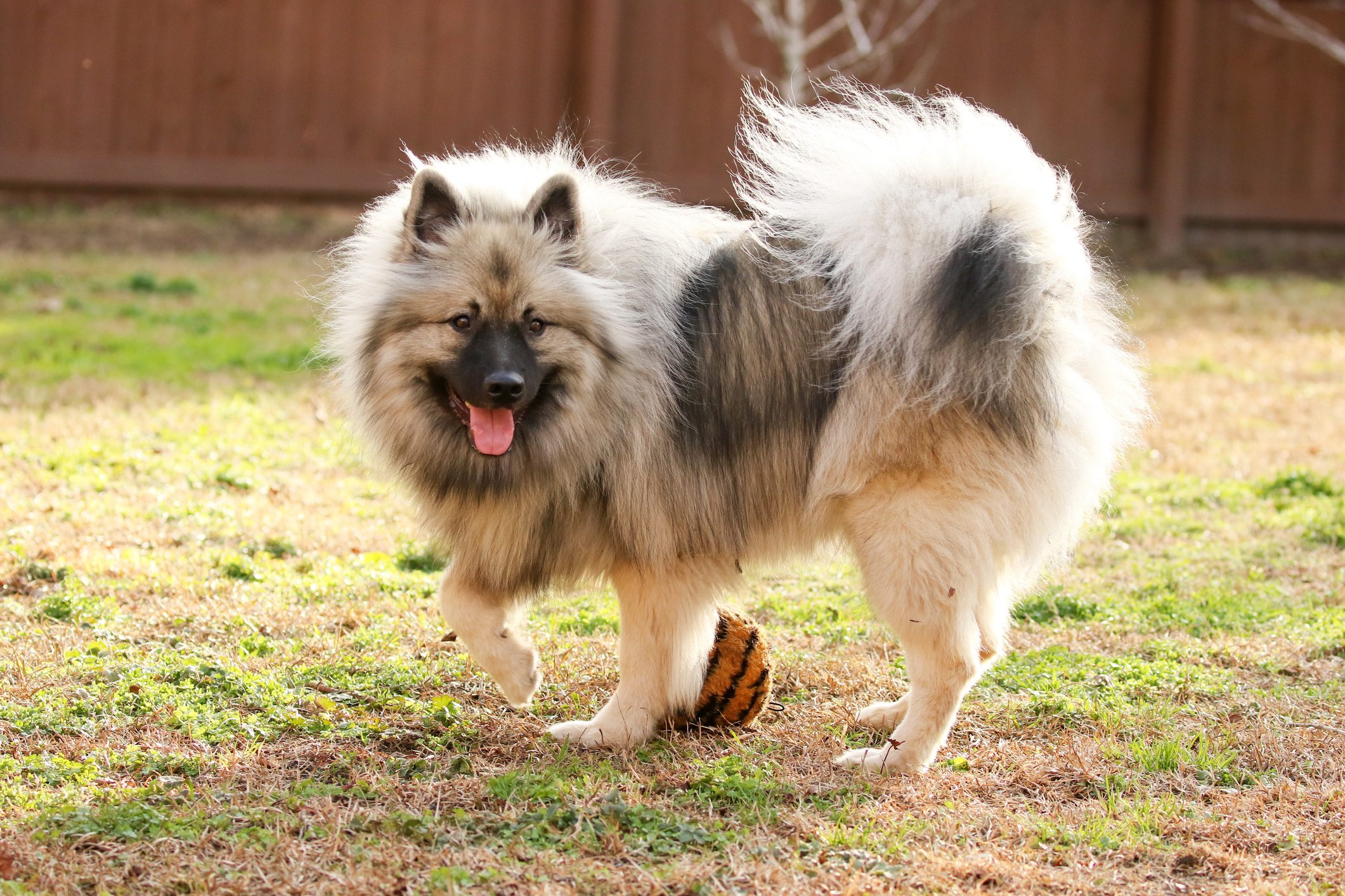 Keeshond dog playing outside