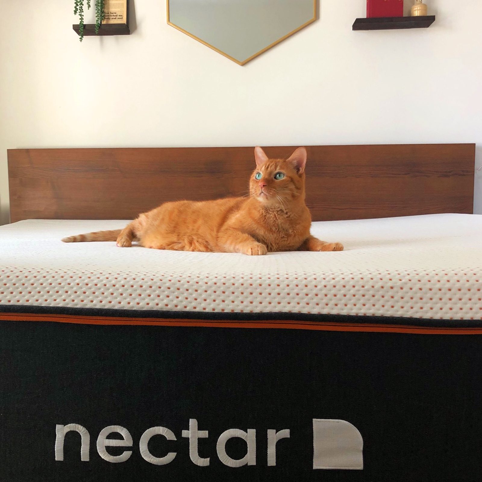 REINA GALHEA/READER'S DIGEST Cat On Nectar Sleep Mattress Reina Glenn