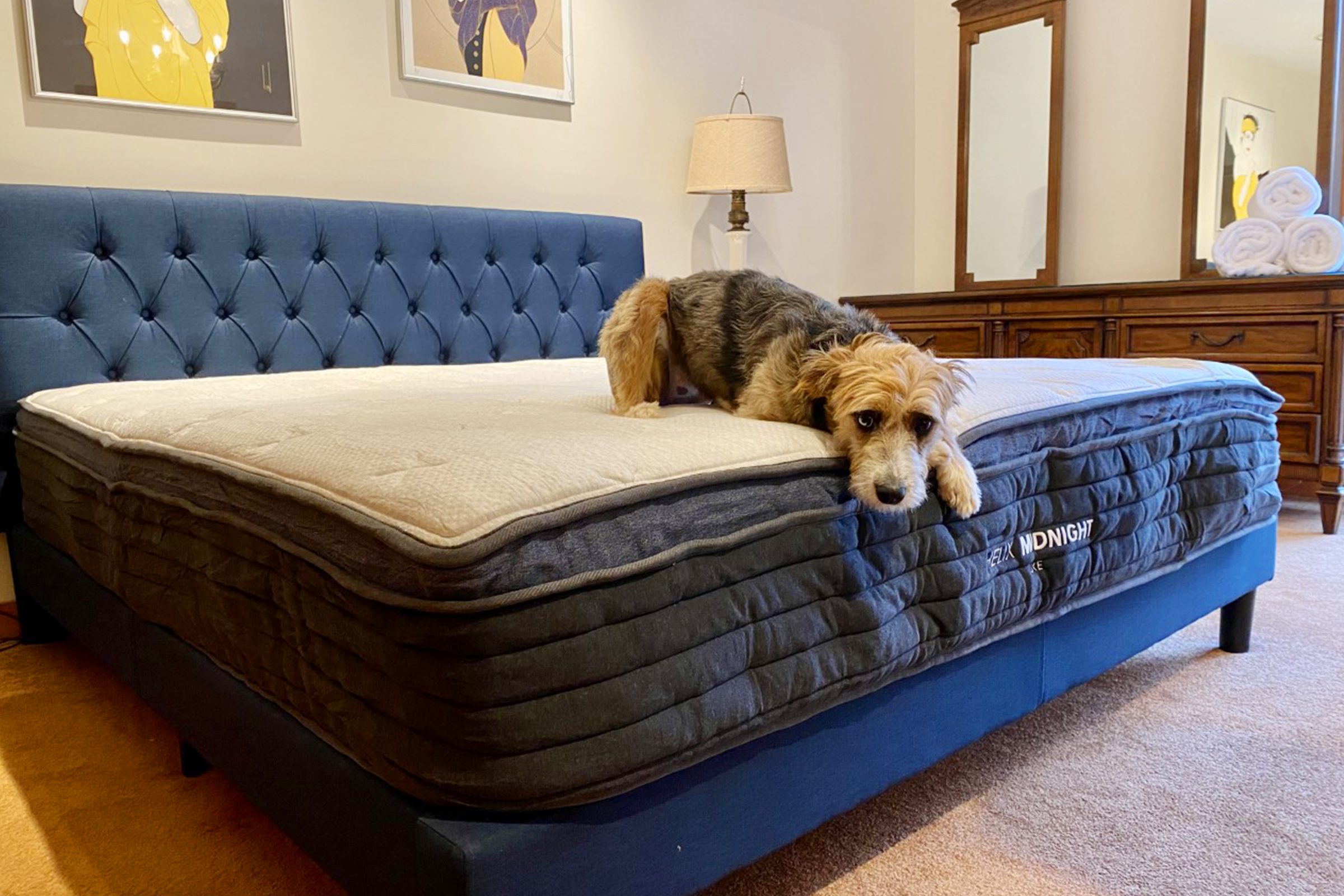 Dog On Helix Mattress in bedroom