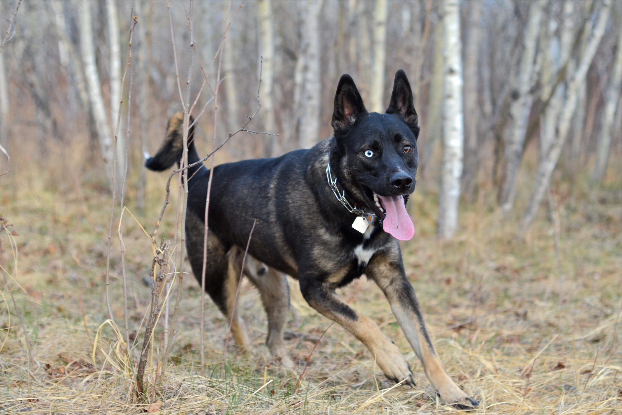 A Gerberian Shepsky, German Shepherd and Siberian Husky mix, running outdoors