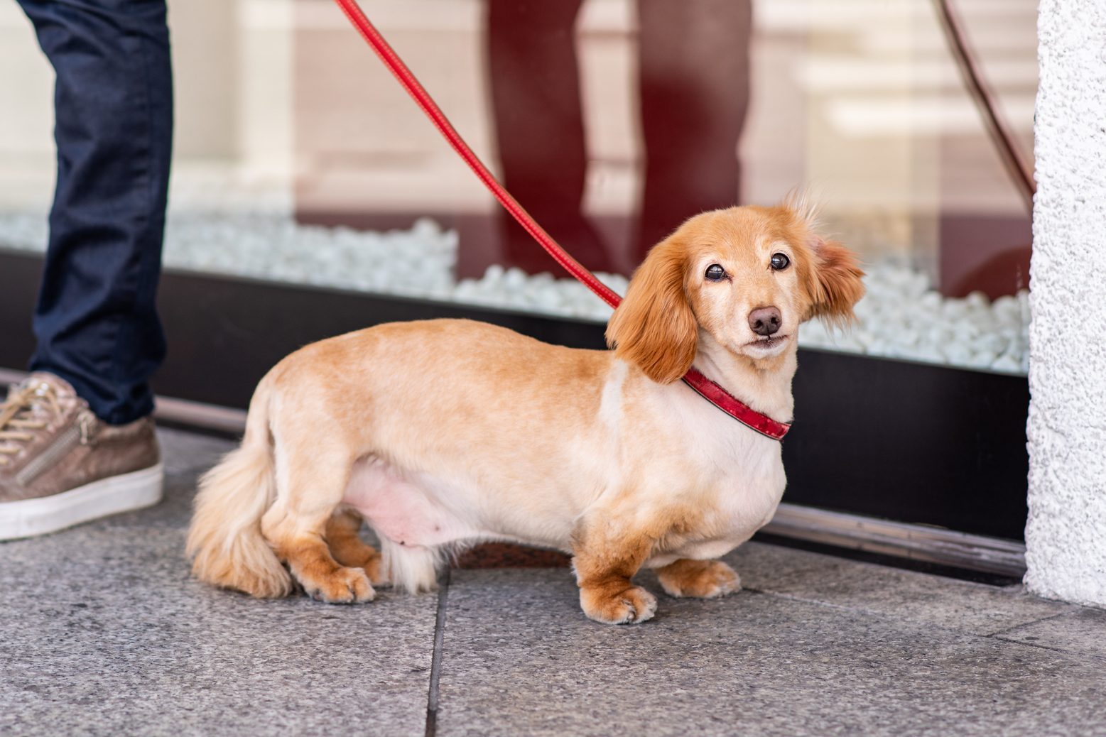 A Dorgi, corgi and dachshund mix, out for a walk in the city